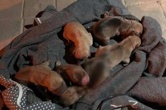 Nuevo abandono de crías de perros en La Huesas (Foto TA)